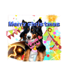 【英語版】可愛い超大型犬ハロウィン X'mas（個別スタンプ：20）