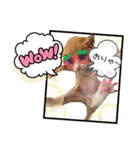 チャトラ 保護猫2週間～フレーム日常（個別スタンプ：1）