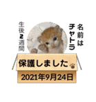 チャトラ 保護猫2週間～フレーム日常（個別スタンプ：2）