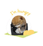 チャトラ 保護猫2週間～フレーム日常（個別スタンプ：7）