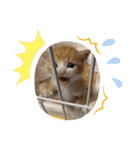 チャトラ 保護猫2週間～フレーム日常（個別スタンプ：10）