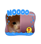チャトラ 保護猫2週間～フレーム日常（個別スタンプ：12）