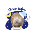 チャトラ 保護猫2週間～フレーム日常（個別スタンプ：13）