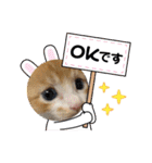チャトラ 保護猫2週間～フレーム日常（個別スタンプ：15）