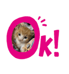 チャトラ 保護猫2週間～フレーム日常（個別スタンプ：18）