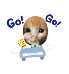 チャトラ 保護猫2週間～フレーム日常（個別スタンプ：20）