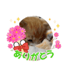 チャトラ 保護猫2週間～フレーム日常（個別スタンプ：27）