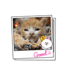 チャトラ 保護猫2週間～フレーム日常（個別スタンプ：31）