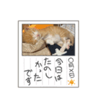 チャトラ 保護猫2週間～フレーム日常（個別スタンプ：32）