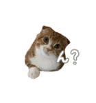 我が家の茶々丸 ''第2弾''（個別スタンプ：3）