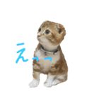我が家の茶々丸 ''第2弾''（個別スタンプ：5）