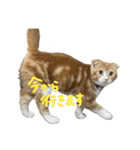 我が家の茶々丸 ''第2弾''（個別スタンプ：12）