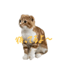 我が家の茶々丸 ''第2弾''（個別スタンプ：20）