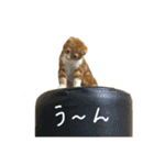 我が家の茶々丸 ''第2弾''（個別スタンプ：27）