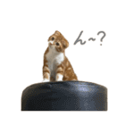 我が家の茶々丸 ''第2弾''（個別スタンプ：29）