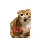 我が家の茶々丸 ''第2弾''（個別スタンプ：31）
