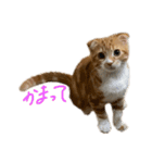 我が家の茶々丸 ''第2弾''（個別スタンプ：36）