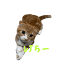 我が家の茶々丸 ''第2弾''（個別スタンプ：39）
