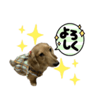 みるちゃんスタンプ③（個別スタンプ：10）