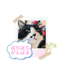 はちわれ日和＊なな5＊（個別スタンプ：3）