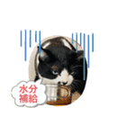 はちわれ日和＊なな5＊（個別スタンプ：5）