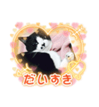 はちわれ日和＊なな5＊（個別スタンプ：7）