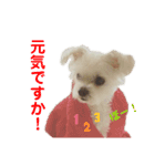 ぽぽちタイム（個別スタンプ：3）