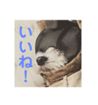 ぽぽちタイム（個別スタンプ：8）