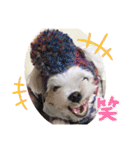 ぽぽちタイム（個別スタンプ：10）