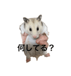 でんねもスタンプ3（個別スタンプ：3）