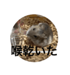 でんねもスタンプ3（個別スタンプ：7）