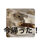 でんねもスタンプ3（個別スタンプ：10）