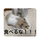 でんねもスタンプ3（個別スタンプ：12）