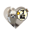 ☆くぅもこスタンプ☆（個別スタンプ：1）