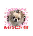 ☆くぅもこスタンプ☆（個別スタンプ：12）