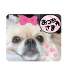 ☆くぅもこスタンプ☆（個別スタンプ：16）