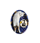ねこ大好き〜モカ（個別スタンプ：1）
