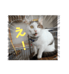 ねこ大好き〜モカ（個別スタンプ：3）