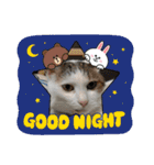 ねこ大好き〜モカ（個別スタンプ：4）