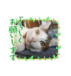ねこ大好き〜モカ（個別スタンプ：5）