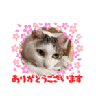 ねこ大好き〜モカ（個別スタンプ：6）
