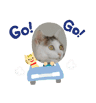 ねこ大好き〜モカ（個別スタンプ：8）