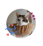 ねこ大好き〜モカ（個別スタンプ：10）