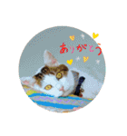 ねこ大好き〜モカ（個別スタンプ：11）