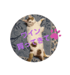 ねこ大好き〜モカ（個別スタンプ：12）