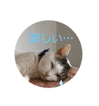 ねこ大好き〜モカ（個別スタンプ：13）