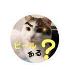ねこ大好き〜モカ（個別スタンプ：15）