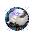 ねこ大好き〜モカ（個別スタンプ：16）