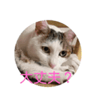 ねこ大好き〜モカ（個別スタンプ：19）