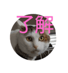 ねこ大好き〜モカ（個別スタンプ：21）